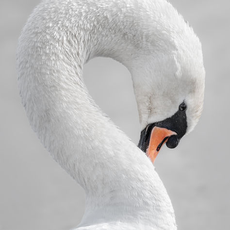 The path to infinity. Close-Up Swan photography, elegant wildlife photography, close-up swan shot, nature’s beauty, tranquil bird imagery, wildlife close-ups, swan portrait, serene nature photos, minimalist bird photography, nature-inspired art