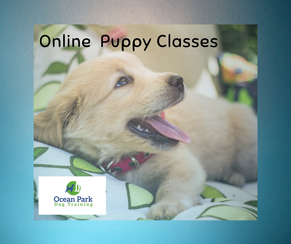 On-line Puppy Classes. for FB png.png