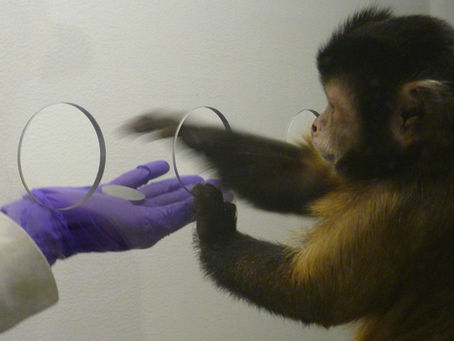 Money Problems: What Monkeys, Parrots, and Ecclesiastes Teach Us About Wealth
