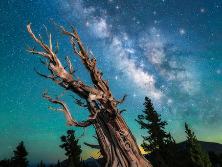 Reaching for Eternity: A Timelapse Journey with Ancient Bristlecones and the Milky Way