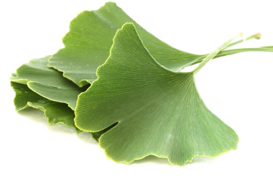Ginkgo Biloba Leaves