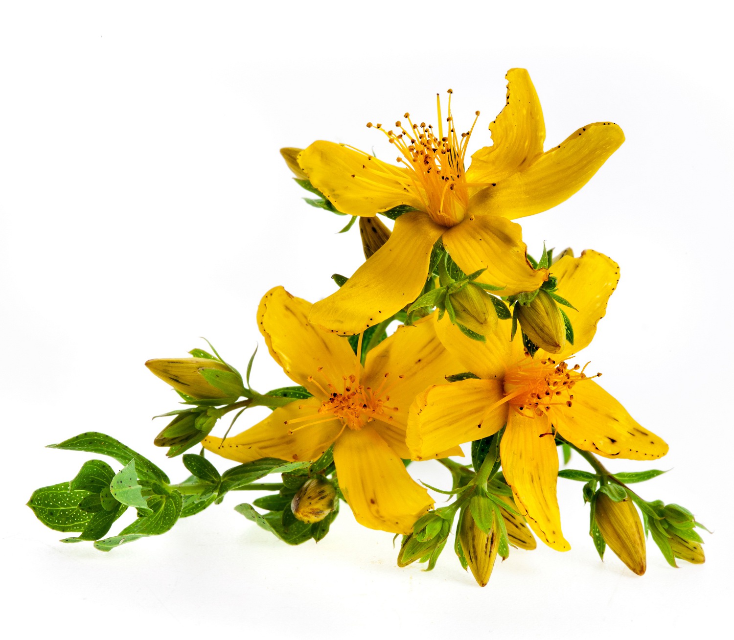 Saint John's Wort Flowers