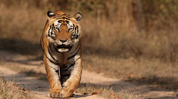 Kanha-national-park