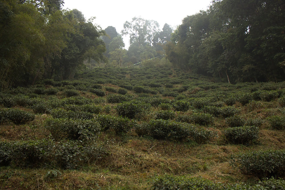 Tea Gardens Darjeeling