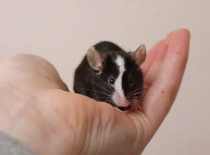 Pepper.jpg