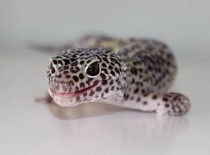 Holmes the Leopard Gecko