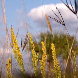Everglades Cropped.jpg