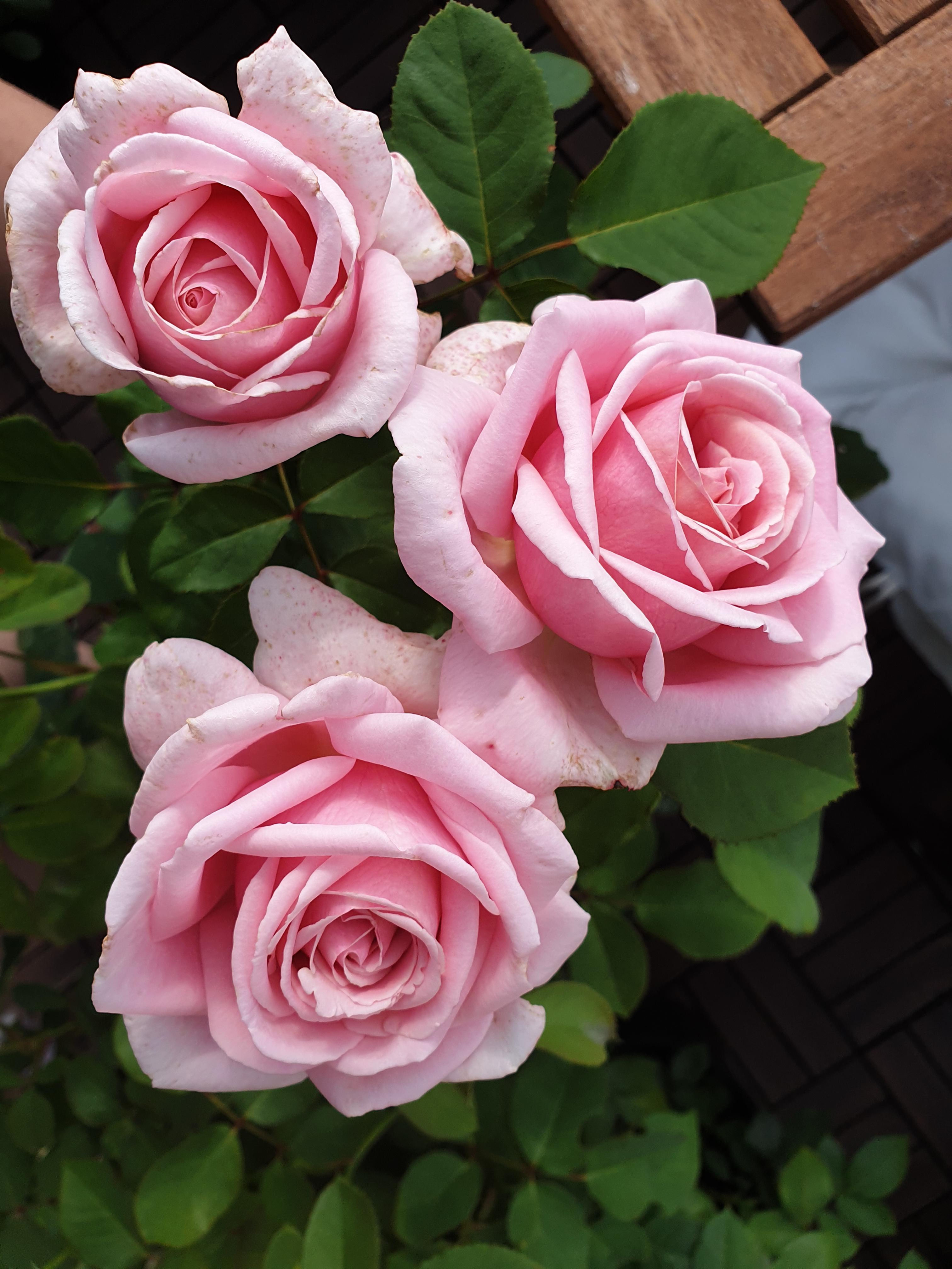 'Frederic Mistral'