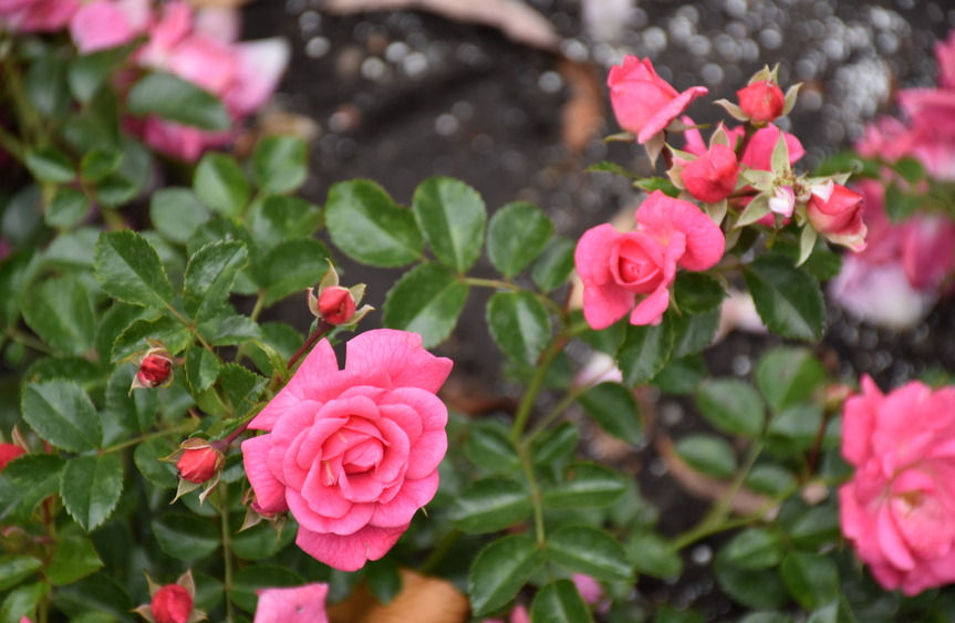 Thumbnail: ´Palmengarten Frankfurt´