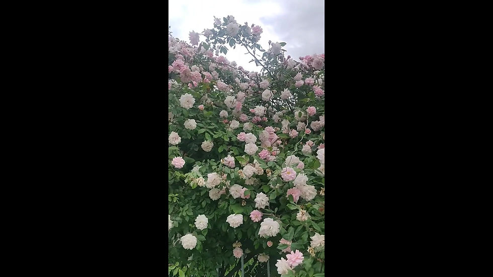Miniatura: ´Cecile Brunner´(The Sweetheart rose). Rosa Rococo