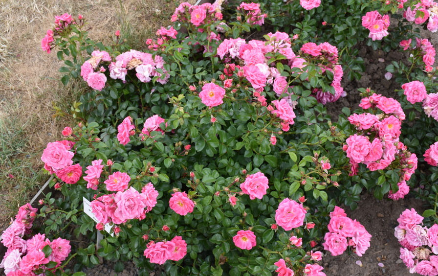 Thumbnail: ´Palmengarten Frankfurt´