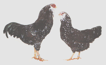 Bantam Orloff Russian Orloff Bantam Spangled Orloff Bantam