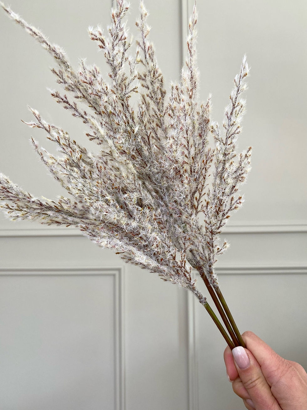 Light Brown Astilbe Stem