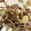 Thumbnail: Eucalyptus Spray