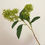 Thumbnail: Green Skimmia Stem