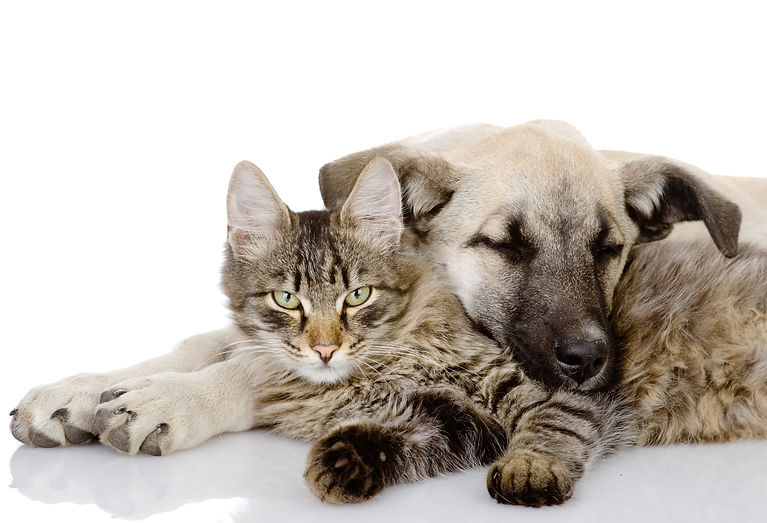 dogandkitty.jpg