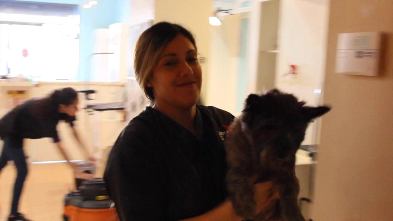 Just 4 Dogs Pet Salon Waterford Lakes