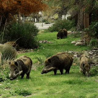 It’s Not the Weather—It’s the Soil: Why Digging Pests Choose Certain Yards