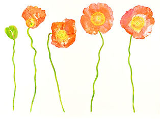 5 poppies copy_edited.jpg