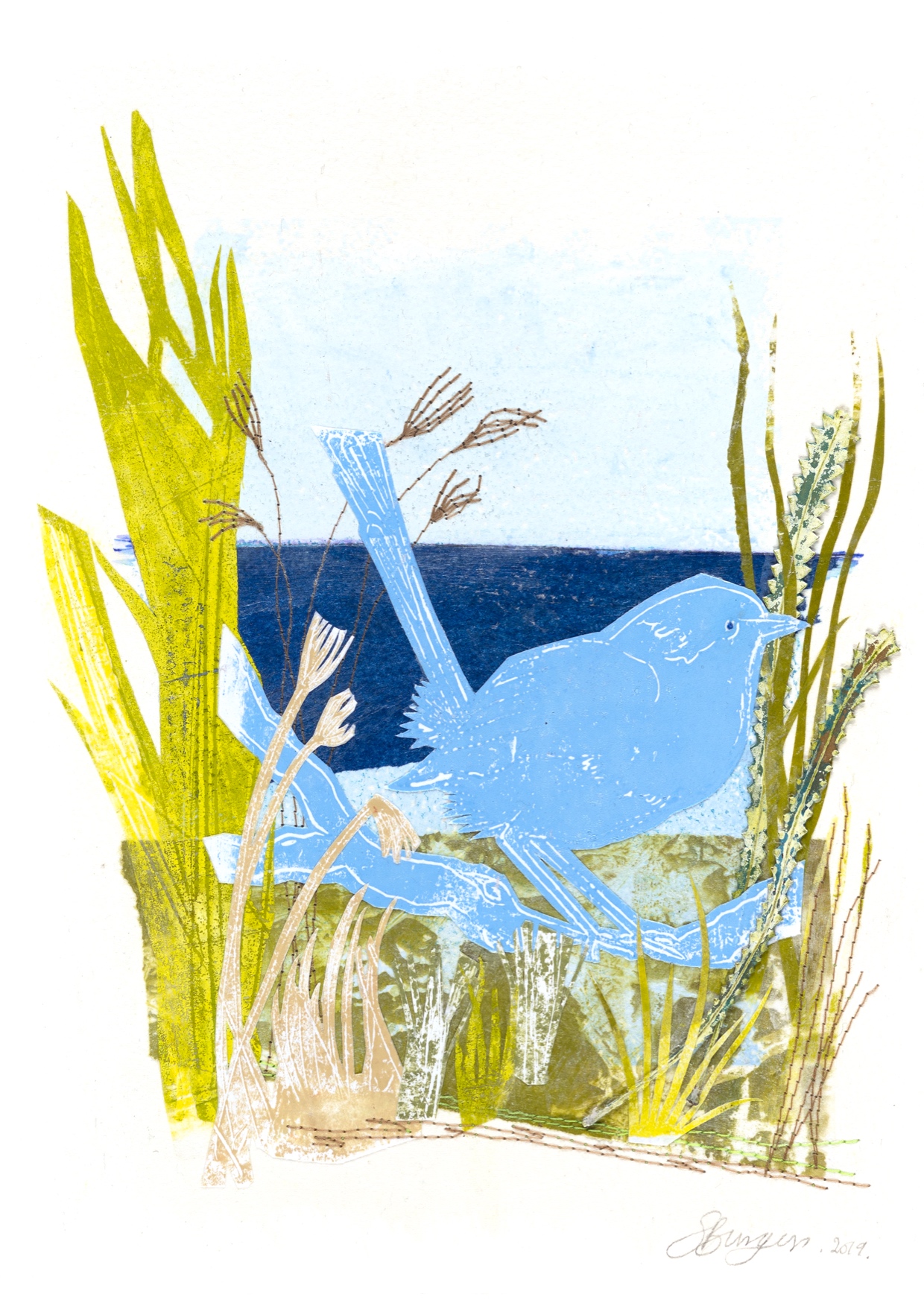 Splendid Wren