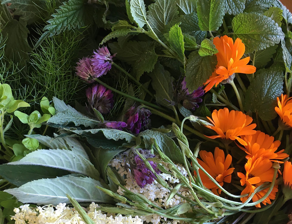 Autumn Plant Food & Medicine Retreat