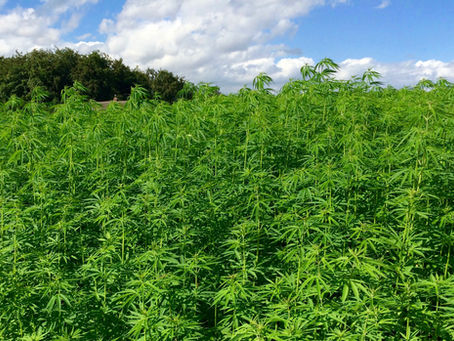 Hemp - a wonder plant