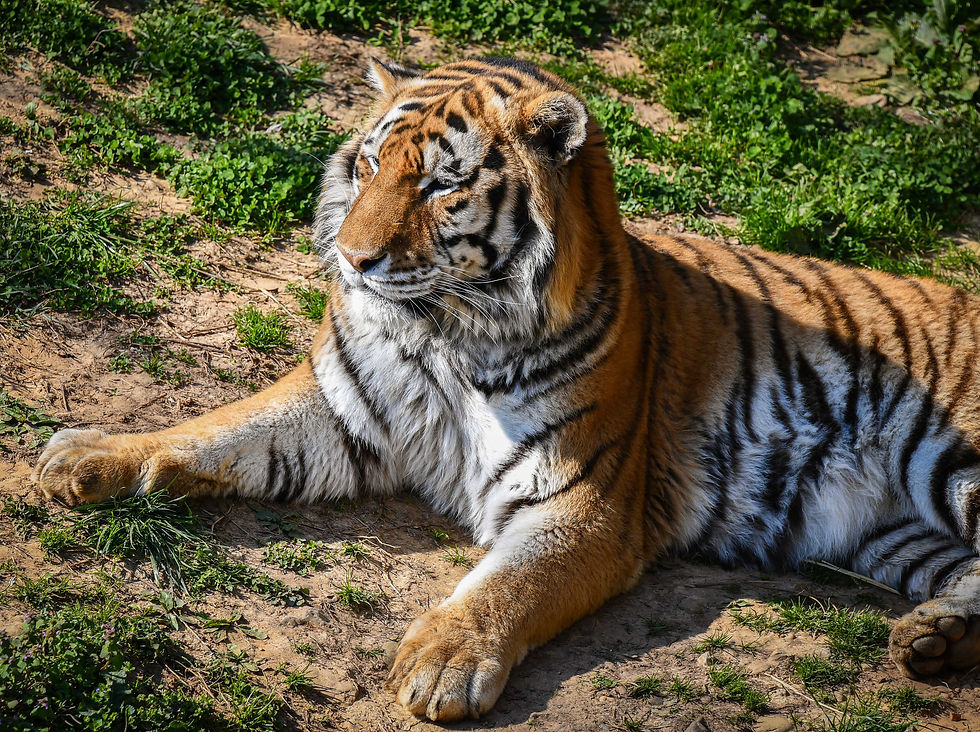 Party with the Animals! Mayor Greenberg and the Louisville Zoo invite you to celebrate the July Birthday Bash