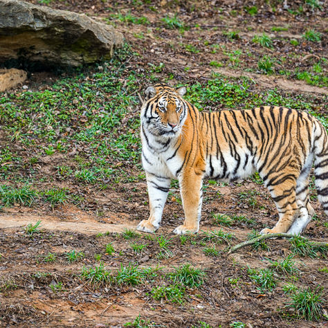 Mayor Greenberg and Louisville Zoo announce new Amur tiger, Viktoria