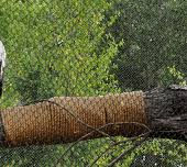 Mayor Greenberg and the Louisville Zoo are proud to announce a rare Steller’s sea eagle hatchling