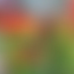 Discovering an Oasis: The Secluded Verdant Charm of Yew Dell Botanical Gardens