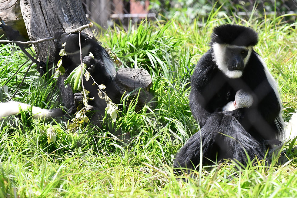 A growing monkey family: Louisville Zoo celebrates colobus monkey birth