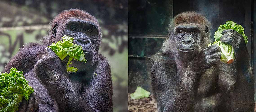 Mayor Greenberg and the Louisville Zoo welcome two new female gorillas