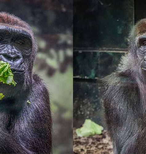 Mayor Greenberg and the Louisville Zoo welcome two new female gorillas