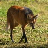 Meet Ayla: Mayor Greenberg and the Louisville Zoo are excited to welcome female maned wolf