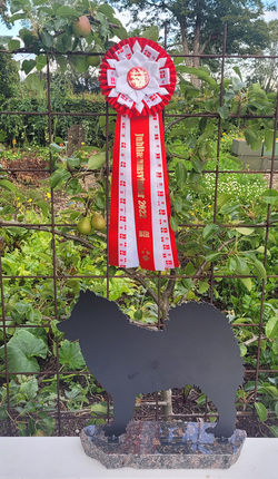 Chica | Calinka Coxorange