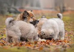 Wiborg Eurasier hvalpe