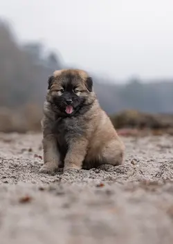 Wiborg Eurasier hvalpe
