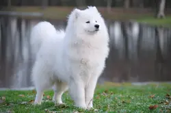 samojedhund-star-ved-en-so-640041