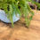 Miniature : zoom table en bois massif