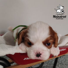 Mainstreet Puppies from Chloe & Bentley