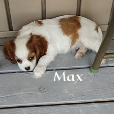 Mainstreet Puppies from Chloe & Bentley