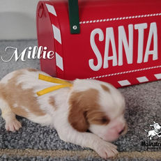 Mainstreet Puppies from Daisy Mae & Bentley