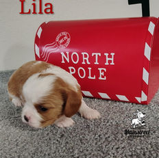 Mainstreet Puppies from Rosie & Bentley