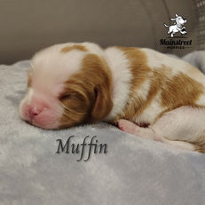 Mainstreet Puppies from Daisy Mae & Bentley