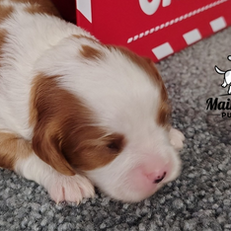 Mainstreet Puppies from Daisy Mae & Bentley