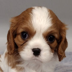 AKC Registered Cavalier King Charles from Mainstreet Puppies