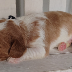 Mainstreet Puppies from Rosie & Bentley