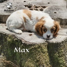 Mainstreet Puppies from Chloe & Bentley