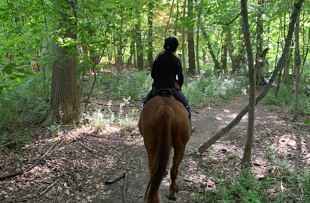One rider Trail Riding_edited.jpg