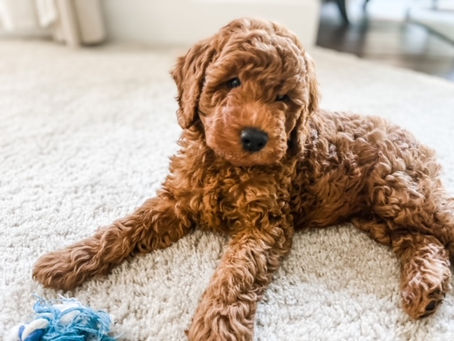 Who Can Resist A Dood?!